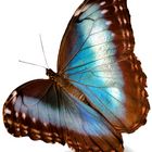 Blauer Himmelsfalter Schmetterling