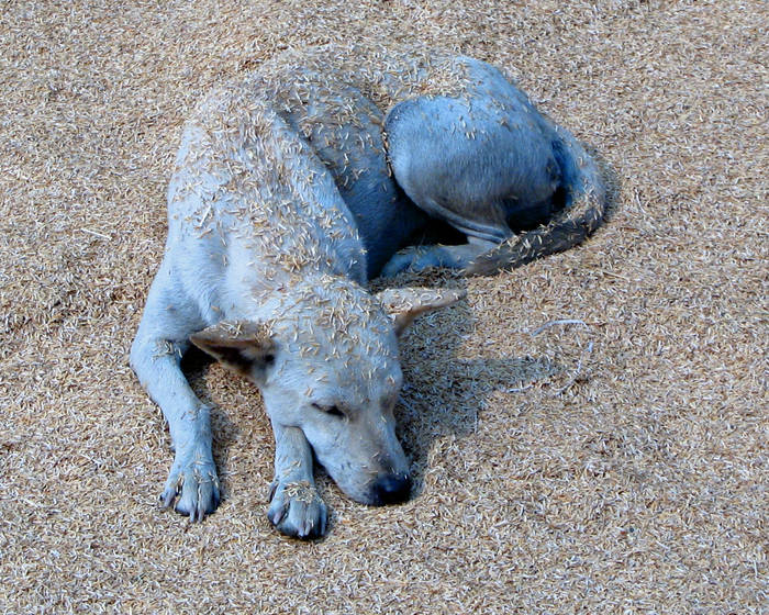 Blauer Hund im Reis (Thailand)