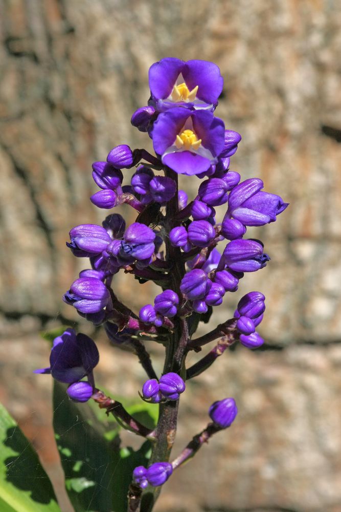 Blauer Ingwer Foto &amp; Bild | spezial, natur, sonstiges Bilder auf ...