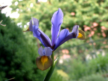 Blauer Iris