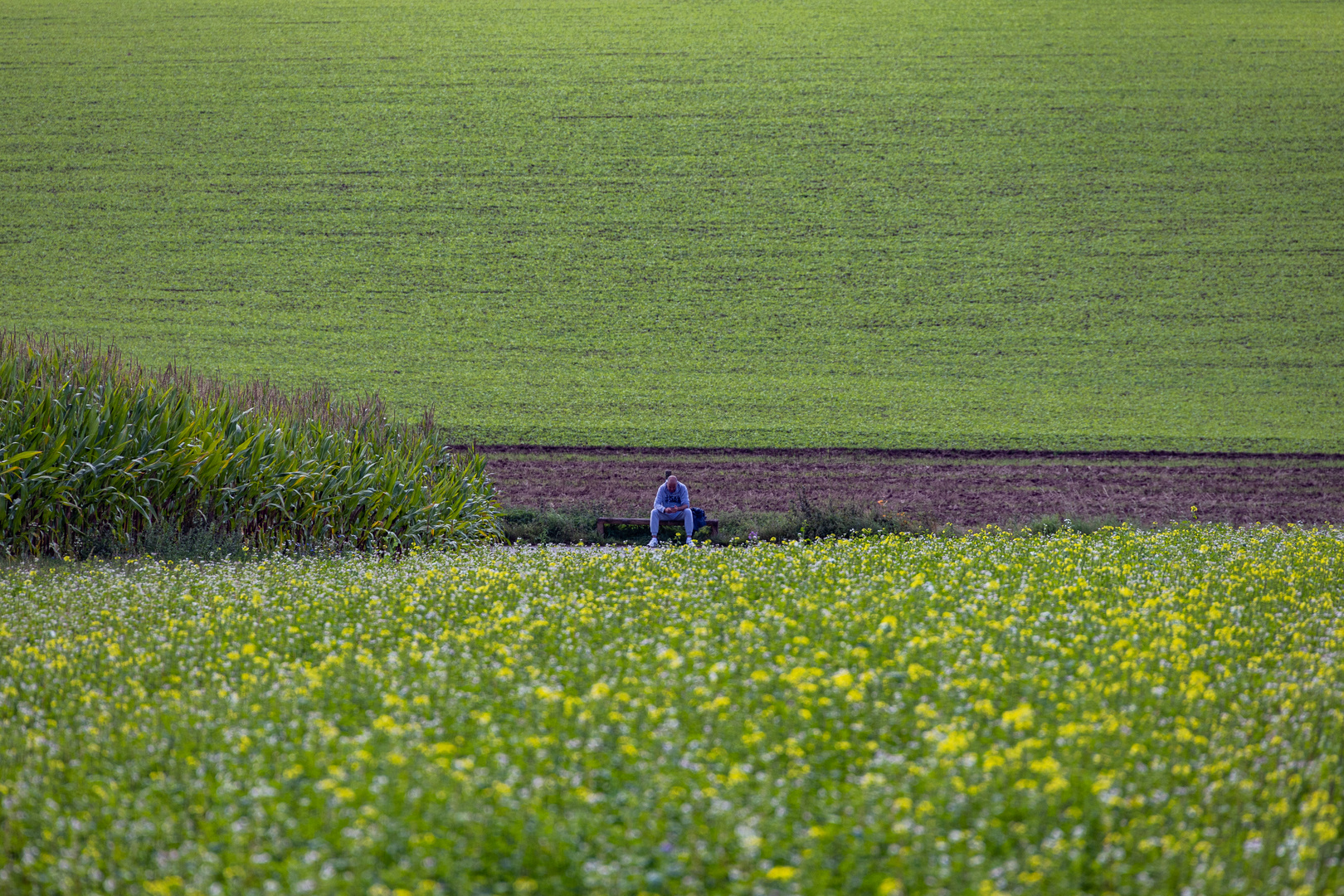 Blauer Jogging auf gruenem Feld