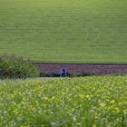 Blauer Jogging auf gruenem Feld