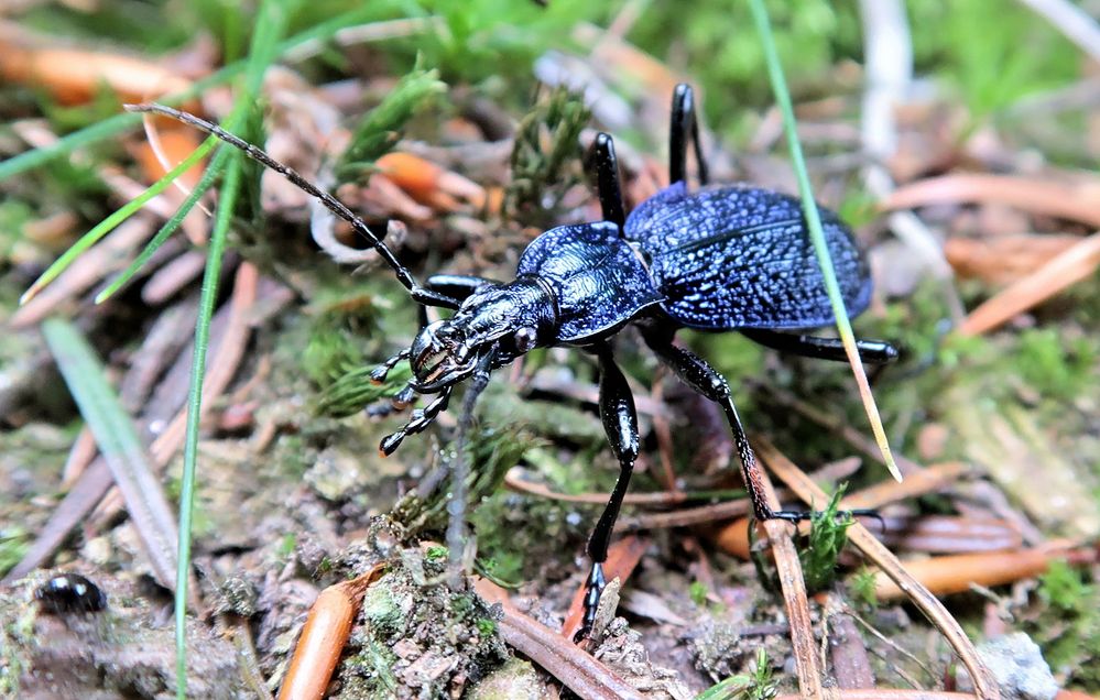 Blauer Käfer