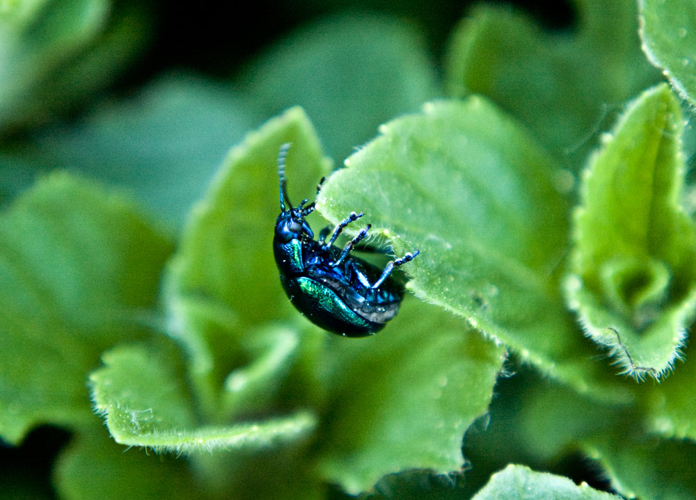 Blauer Käfer Foto & Bild tiere, tierdetails, natur Bilder auf