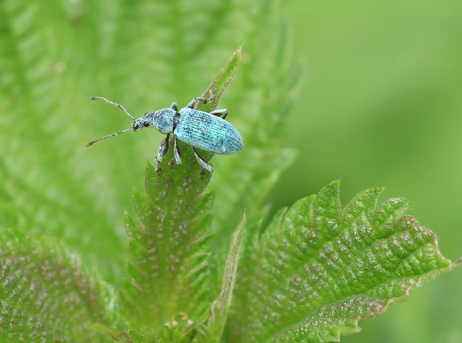 blauer Käfer