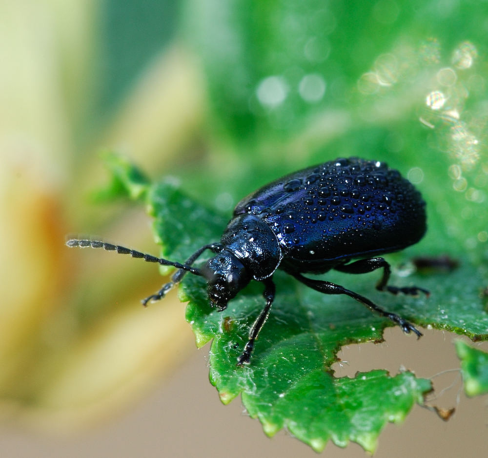 Blauer Käfer Foto & Bild tiere, wildlife, insekten Bilder auf