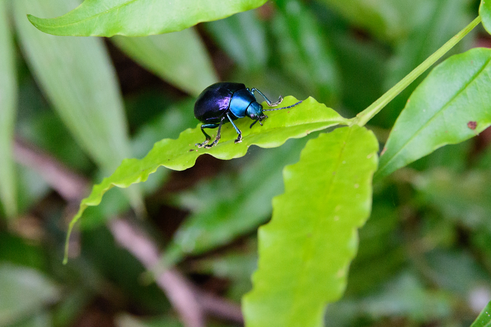 blauer Käfer