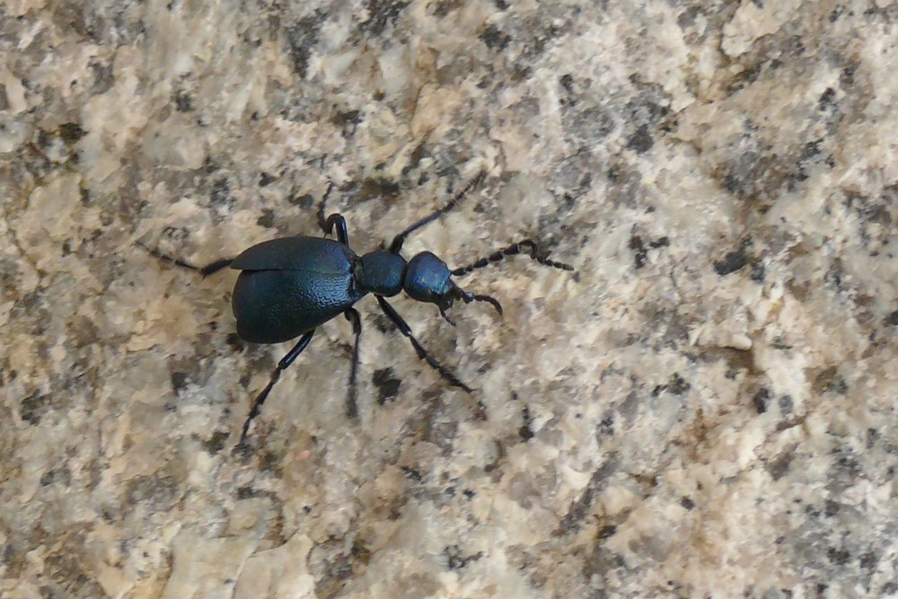 Blauer Käfer Foto & Bild tiere, wildlife, insekten Bilder auf