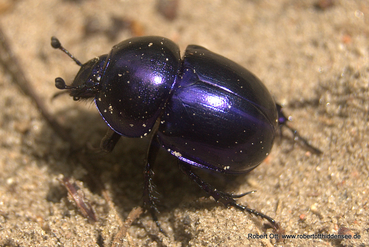 blauer käfer auf Hiddensee