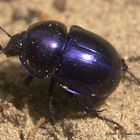 blauer käfer auf Hiddensee