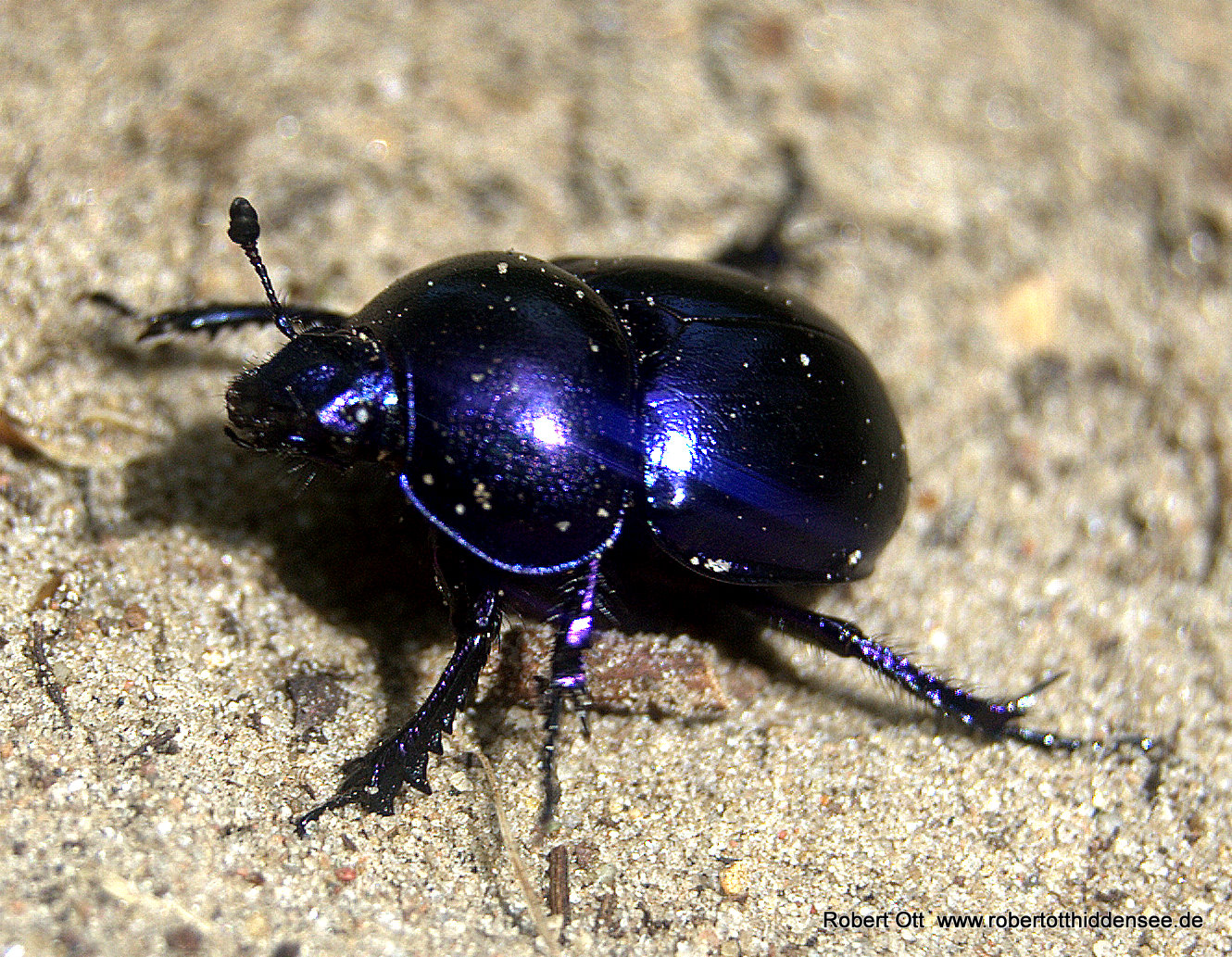 Blauer Käfer auf Hiddensee gesehen