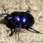 Blauer Käfer auf Hiddensee gesehen