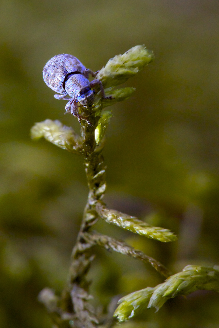 blauer Käfer