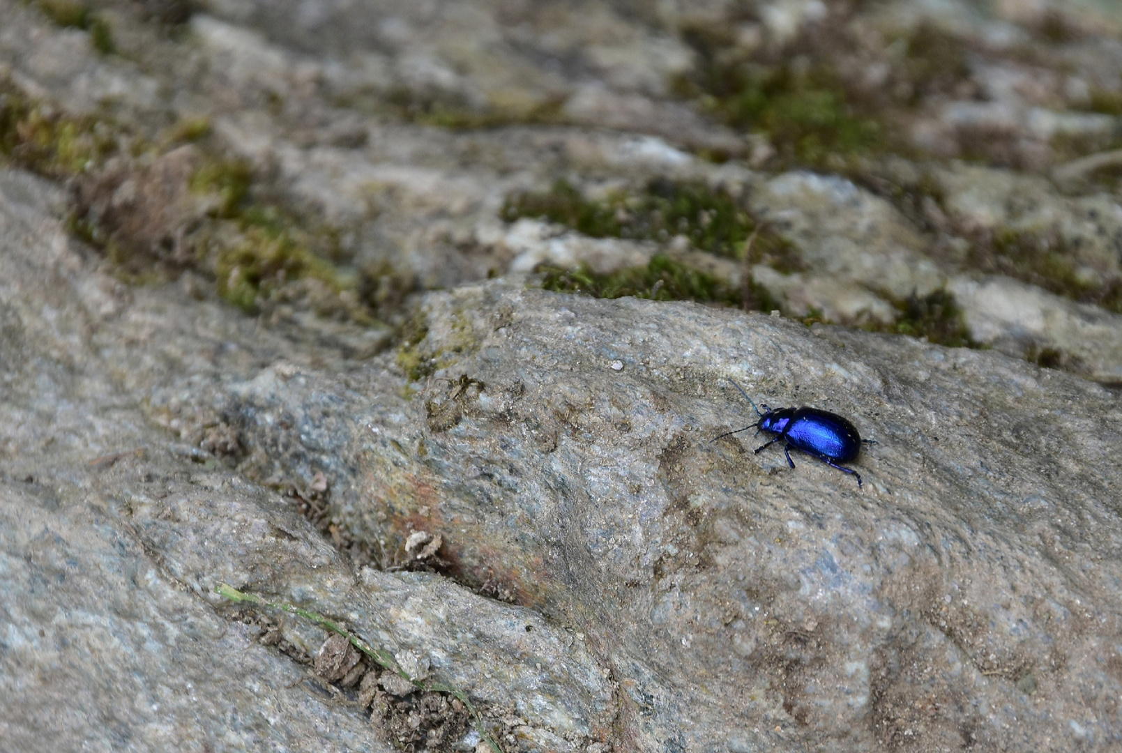 Blauer Käfer Foto & Bild europe, schweiz & liechtenstein, tiere Bilder auf