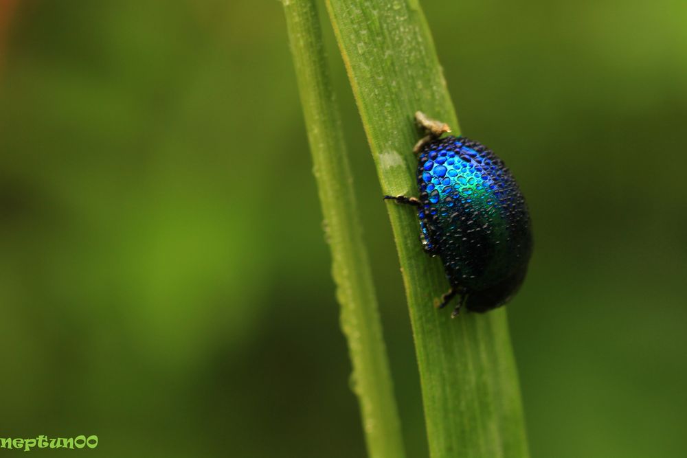 Blauer Käfer Foto & Bild tiere, wildlife, insekten Bilder auf