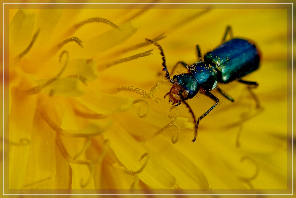 Blauer Käfer / Blue beetle