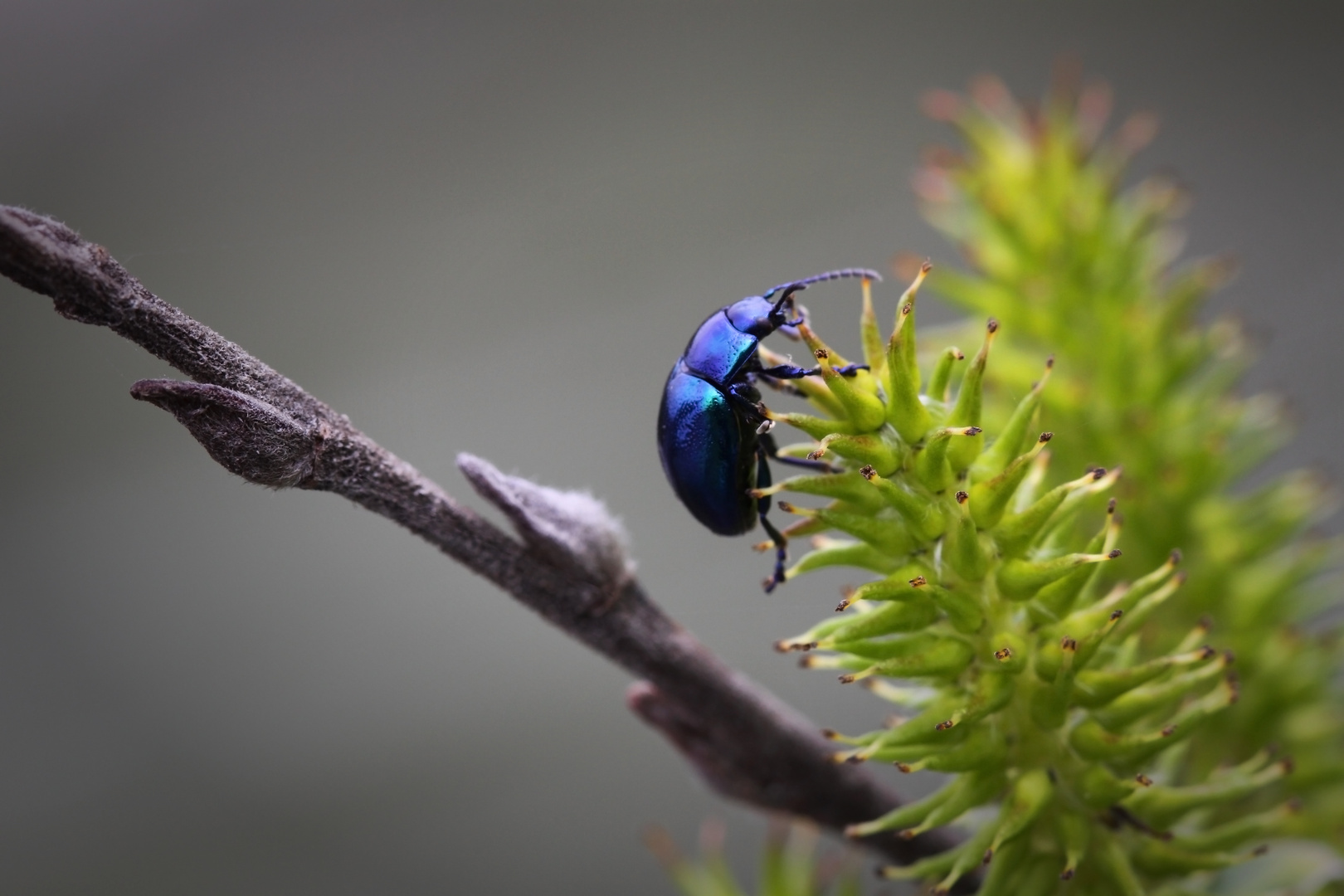 Blauer Käfer Foto & Bild tiere, wildlife, natur Bilder auf