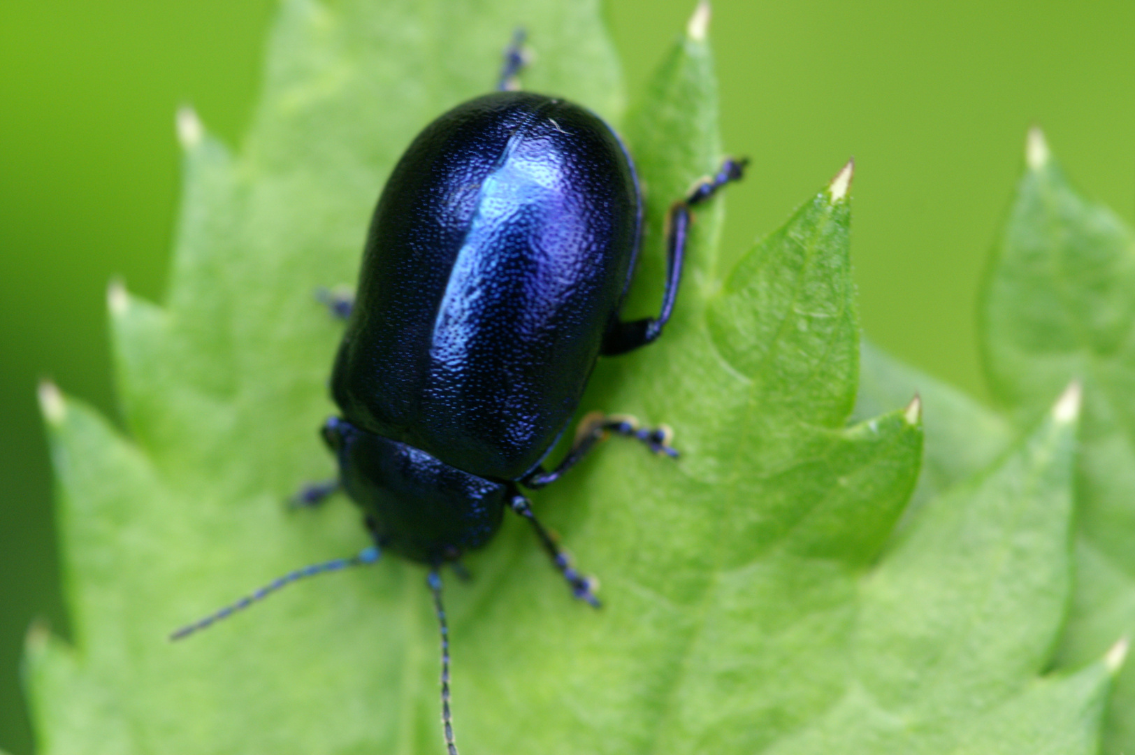 blauer Käfer Foto & Bild natur Bilder auf