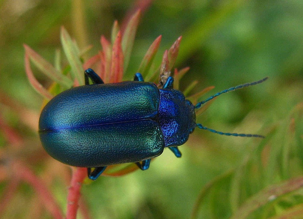 blauer Käfer Foto & Bild fotohome, natur Bilder auf