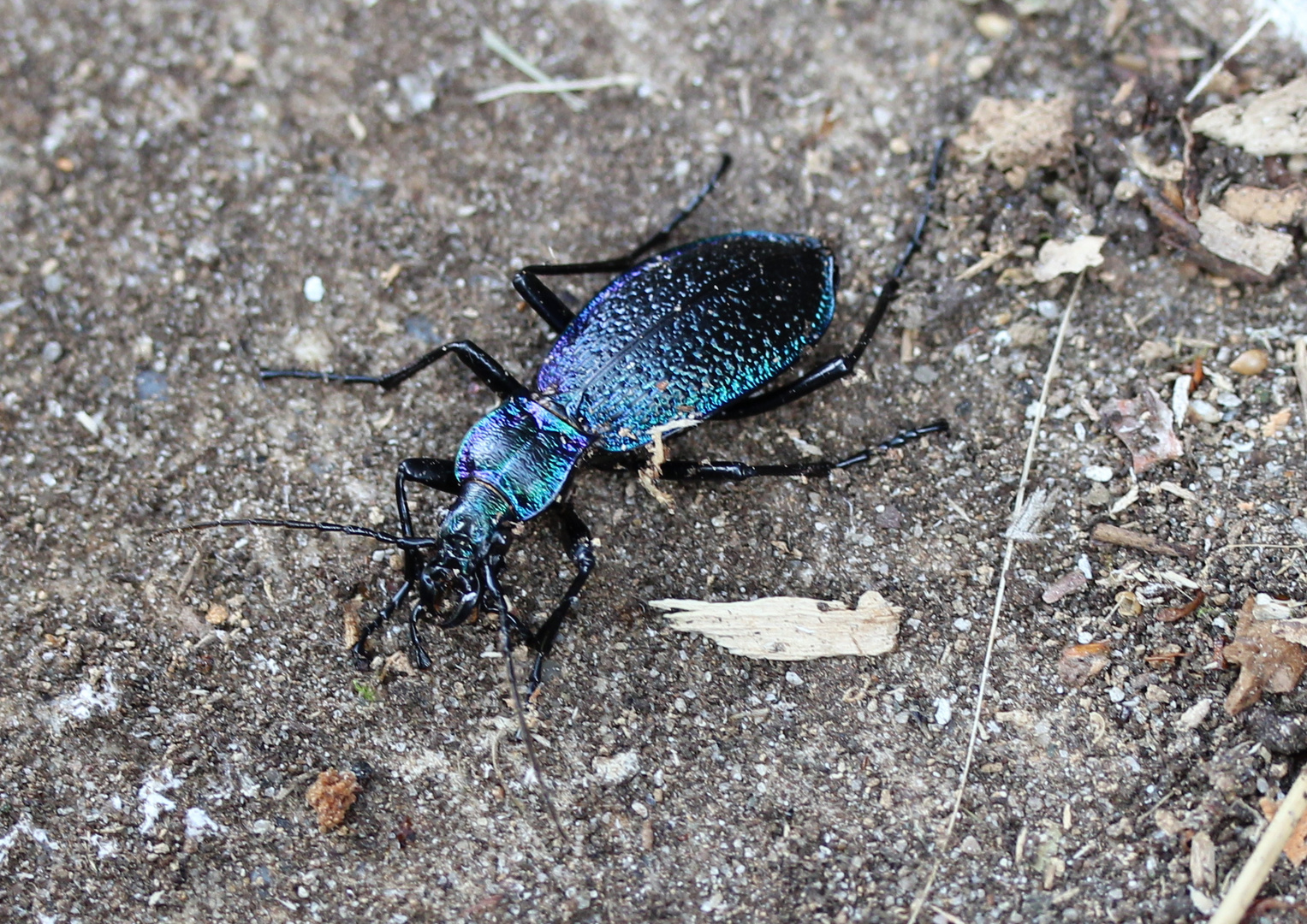 Blauer Käfer Foto & Bild tiere, wildlife, insekten Bilder auf