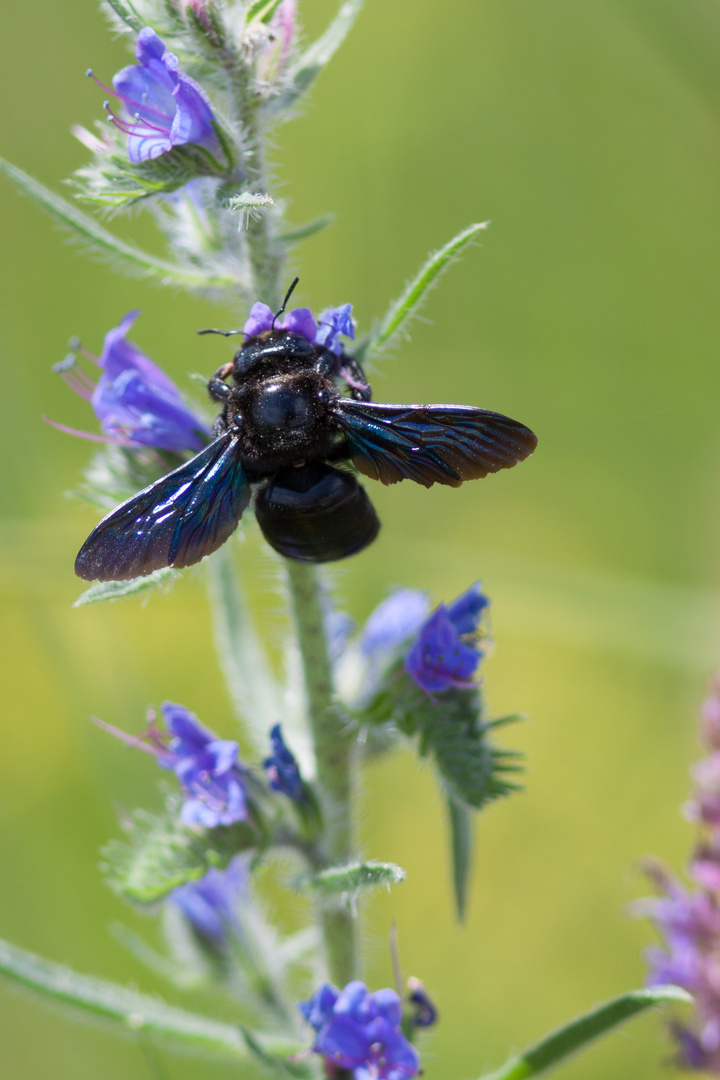 blauer Käfer - lange Lacke