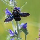 blauer Käfer - lange Lacke