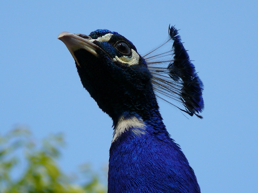 Blauer Kandidat