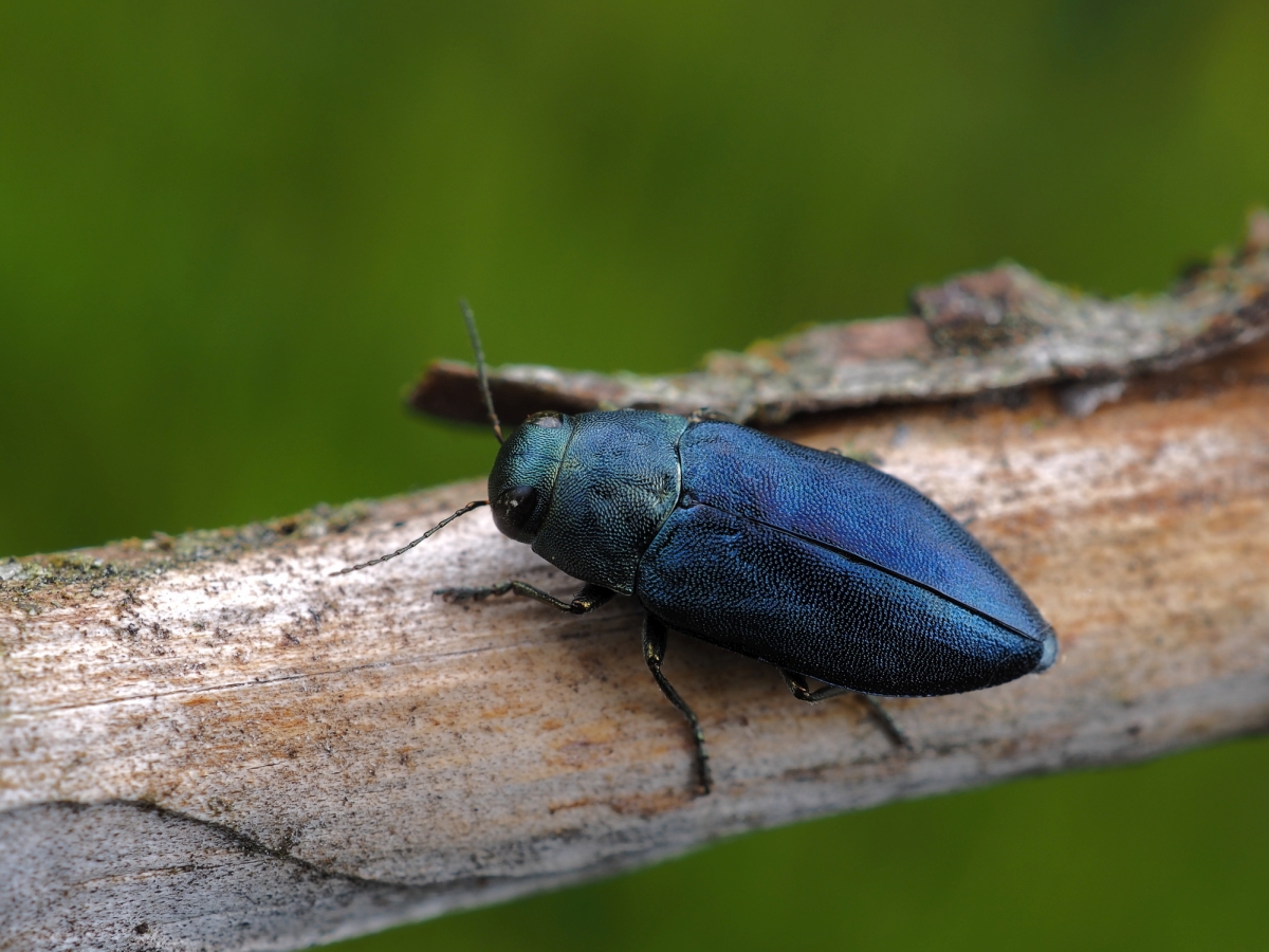  Blauer Kiefernprachtkäfer (Phaenops cyanea) 