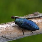  Blauer Kiefernprachtkäfer (Phaenops cyanea) 