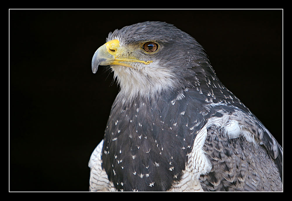 Blauer König