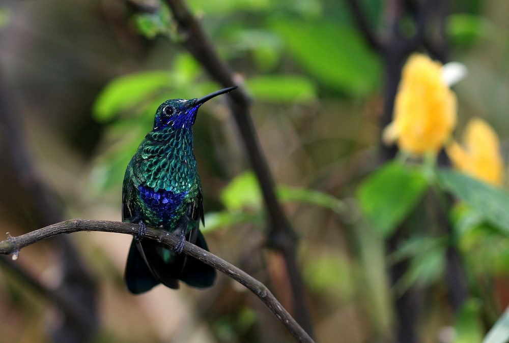 blauer Kolibri