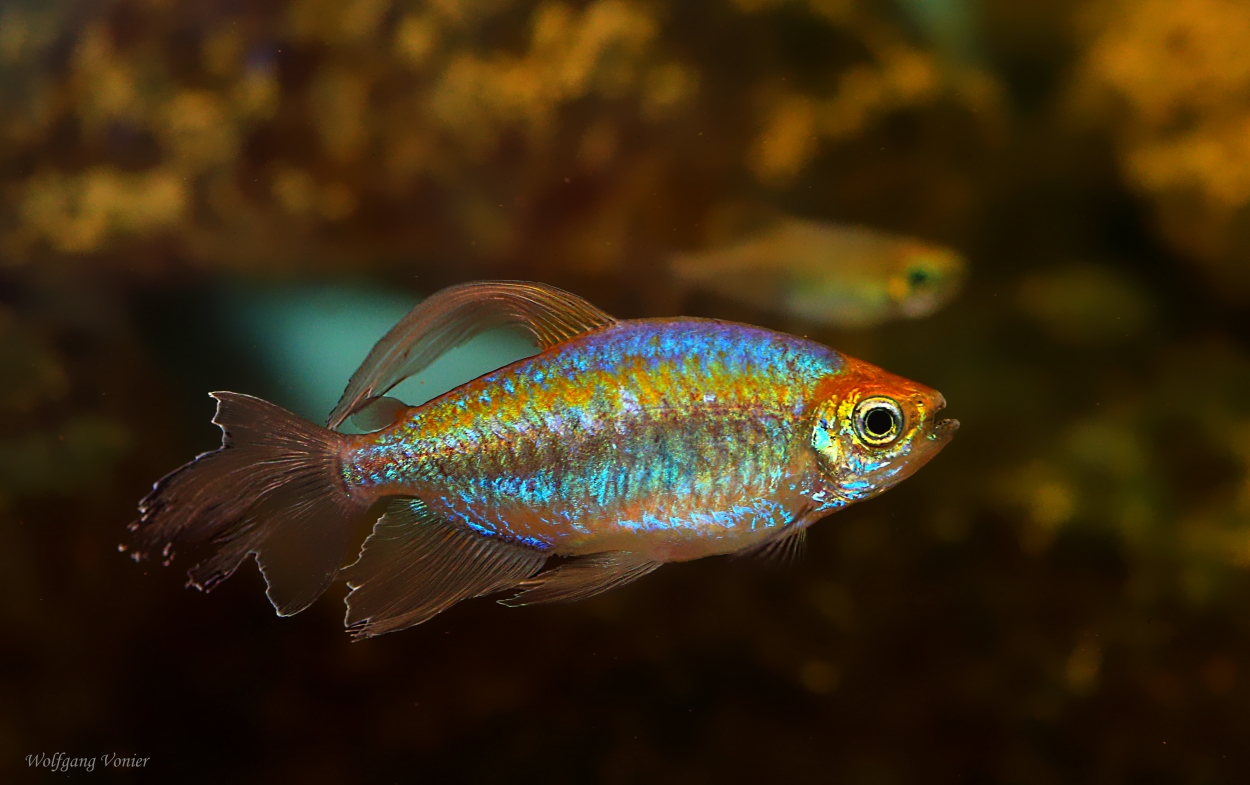 Blauer Kongosalmler Foto Bild Tiere Haustiere Aquaristik Bilder Auf Fotocommunity