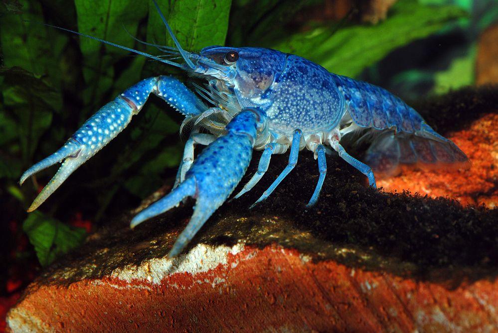 blauer Krebs Foto & Bild tiere, wildlife, krebse Bilder auf