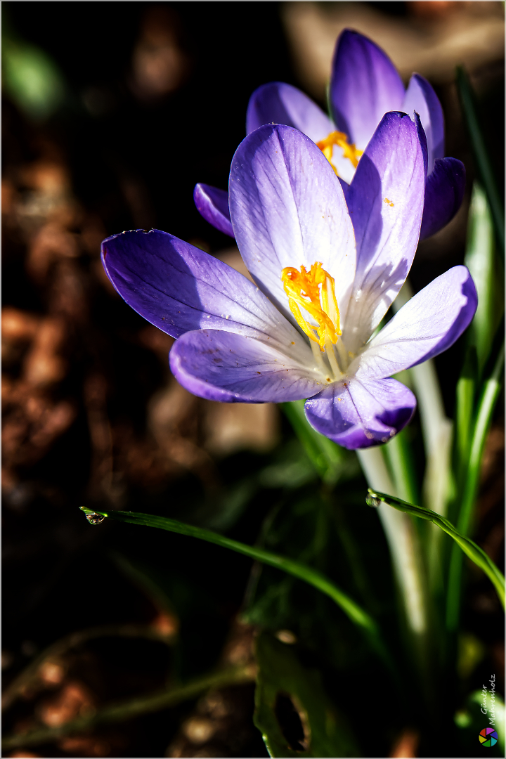 Blauer Krokus