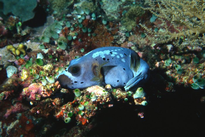 Blauer Kugelfisch