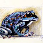 Blauer Kuligiftfrosch