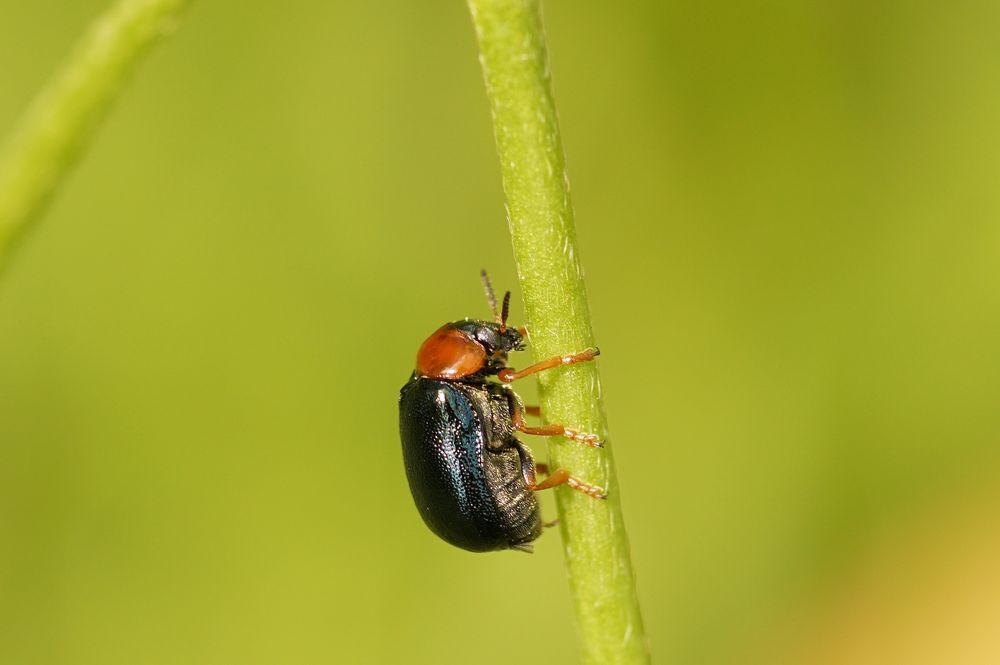 Blauer Langbeinkäfer