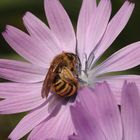 Blauer Lattich - Lactuca perennis