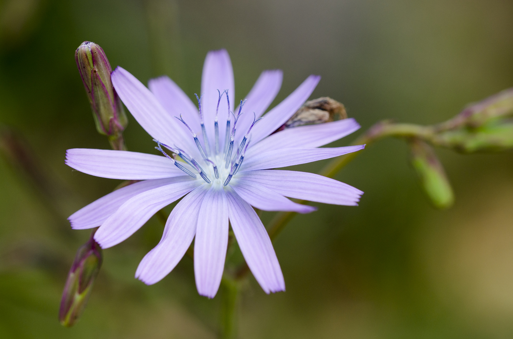 Blauer Lattich (Lactuca perennis)