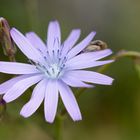 Blauer Lattich (Lactuca perennis)