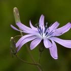 Blauer Lattich (Lactuca perennis)