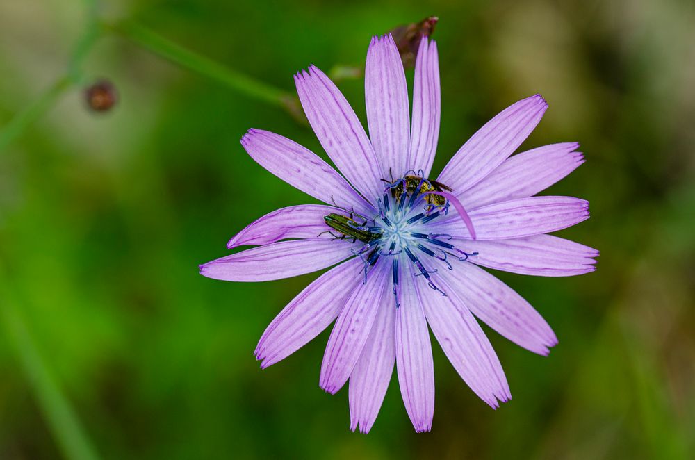 Blauer Lattich mit Blütenbesichern (Lactuca perennis)