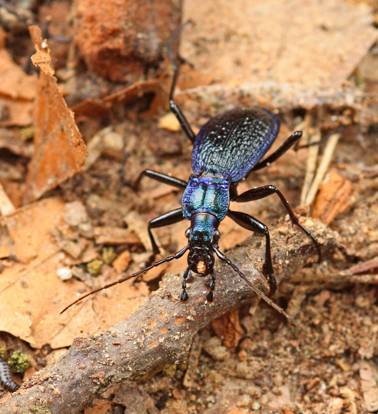 Blauer Laufkäfer