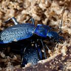  Blauer Laufkäfer (Carabus intricatus)