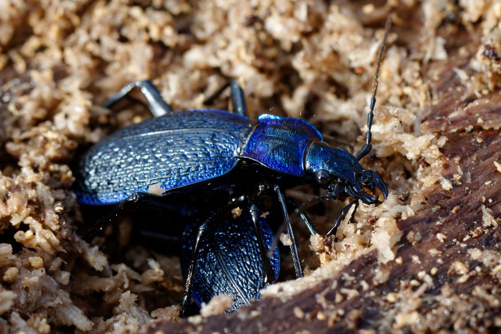  Blauer Laufkäfer (Carabus intricatus)