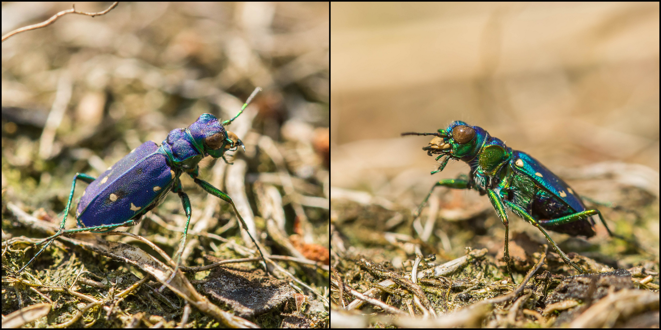 Blauer Laufkäfer (Doku)