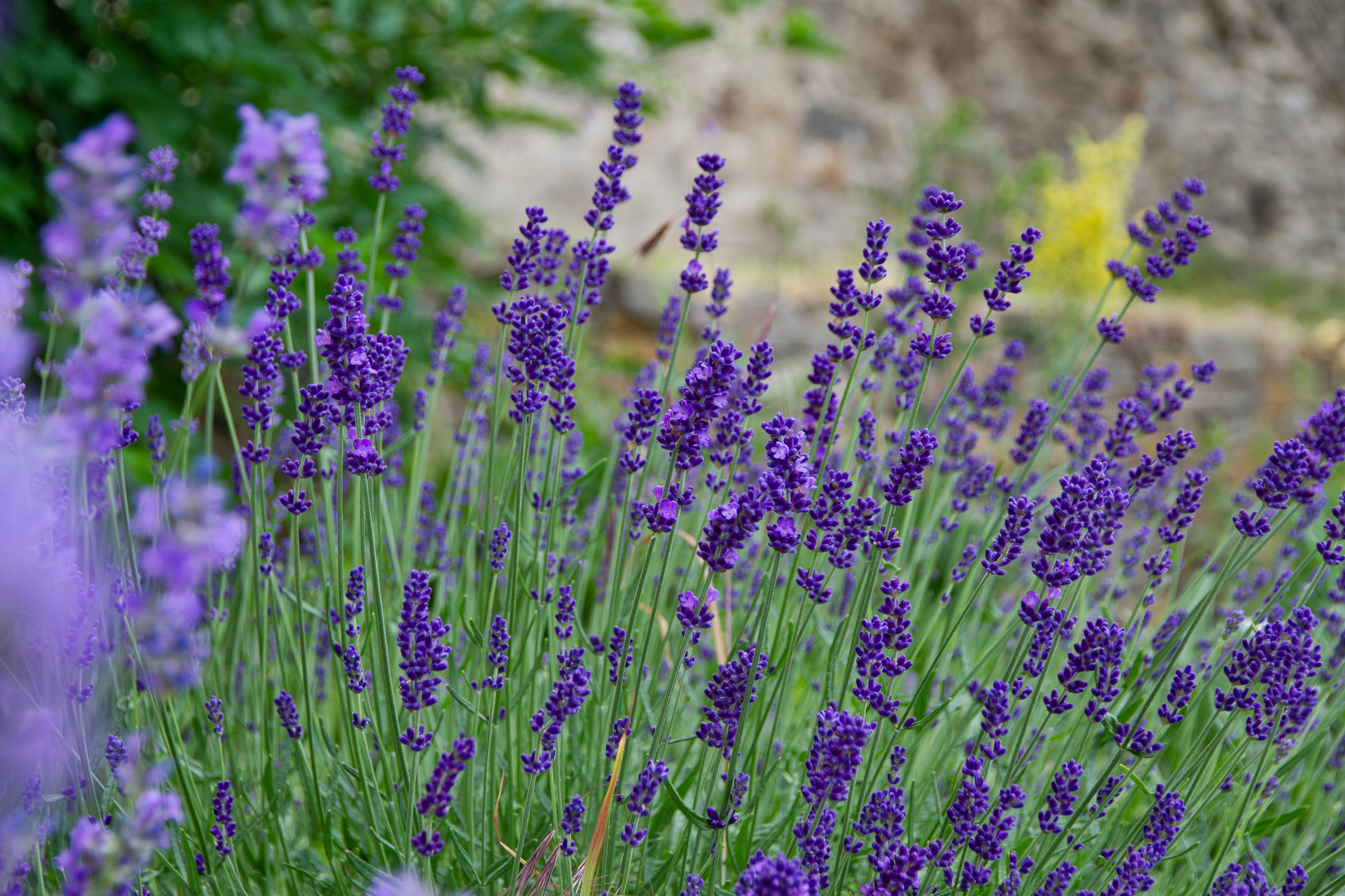 Blauer Lavendel