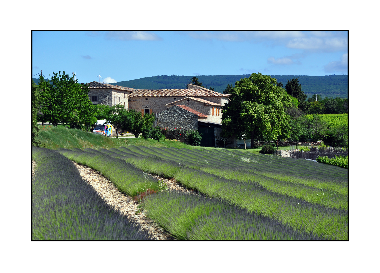 Blauer Lavendel