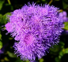 Blauer Leberbalsam (Ageratum houstonianum) oder Blaukappe