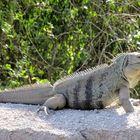 Blauer Leguan